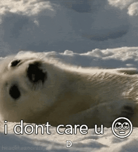Baby Harp Seal Dont Care GIF