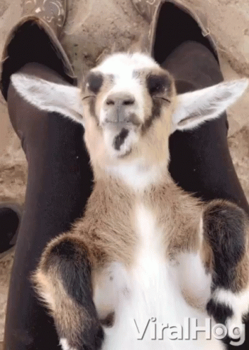 Baby Nigerian Dwarf Goat Napping GIF