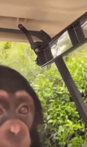 Backtoyourlovin Monkey GIF