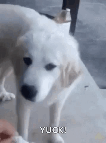 Bad Taste Yuck GIF