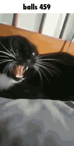 Balls 459 GIF