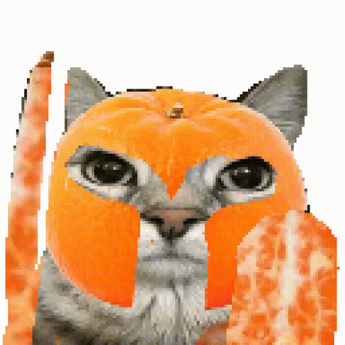 Bang Shield Orange Cat Bang Shield GIF
