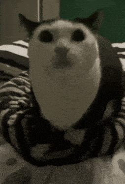 Barking Cat Aw Aw Aw Cat GIF