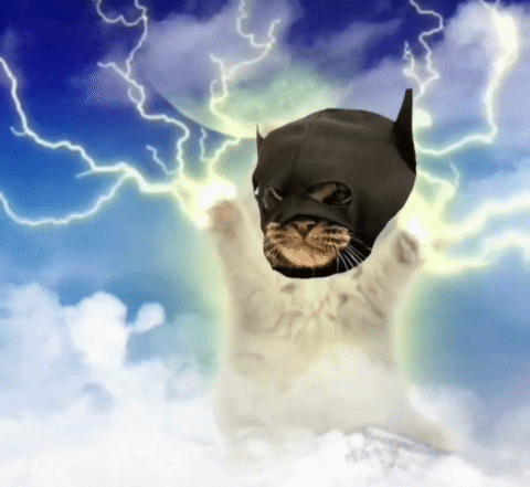 Batcat Batman GIF