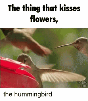 Batuque Jyungo GIF