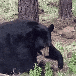 Bear Laffy Taffy Dancing Bear GIF