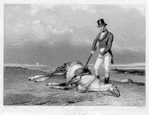 Beat A Dead Horse Silly GIF