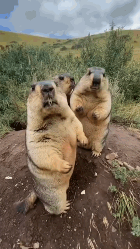 Beaver Beavers GIF