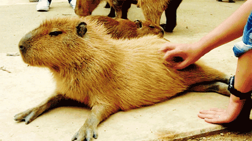 Beaver GIF