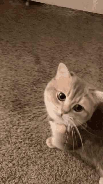 Bedtime GIF