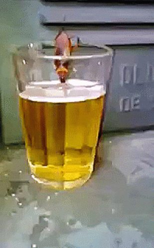 Beer Cockroach GIF