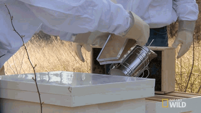 Bees Insect GIF