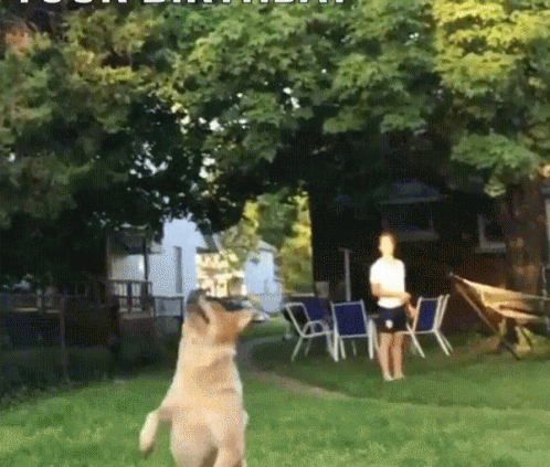 Belated Birthday GIF