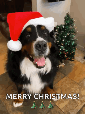 Berner Bernese GIF