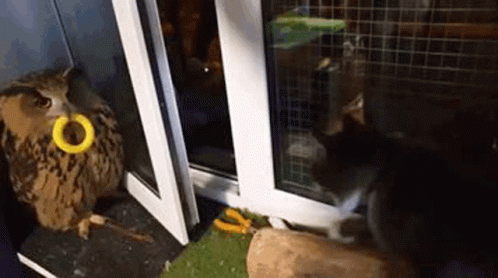 Big Angry Owl GIF