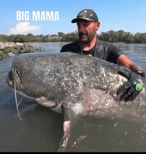 Big Mama Catfish World GIF