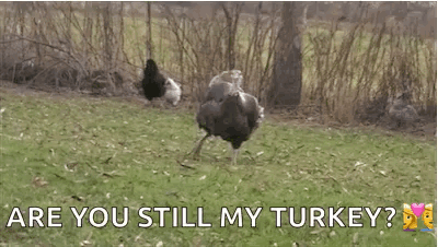 Big Neck Dancing Turkey GIF