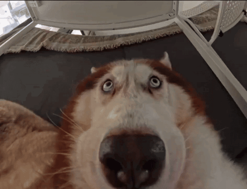 Big Nose Dog Close GIF
