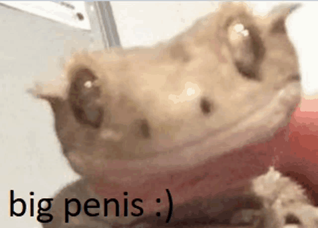 Bigpenis Lizard Meme