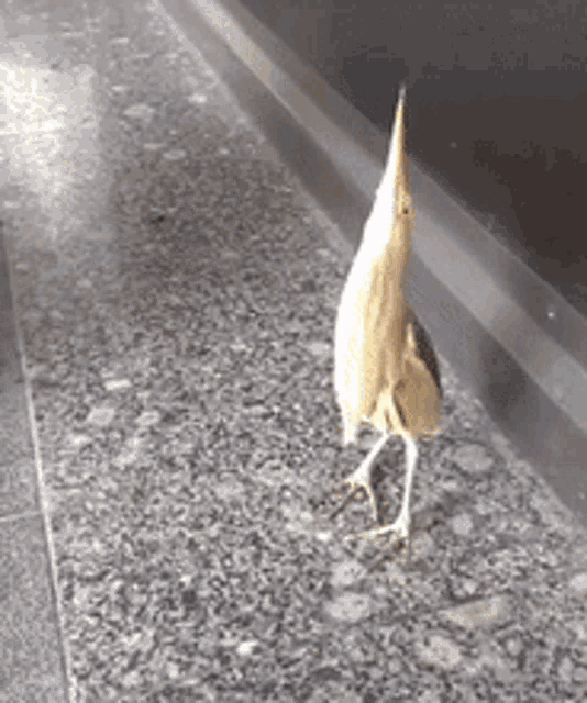 Birb Birds GIF