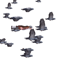 Bird Birds Sticker