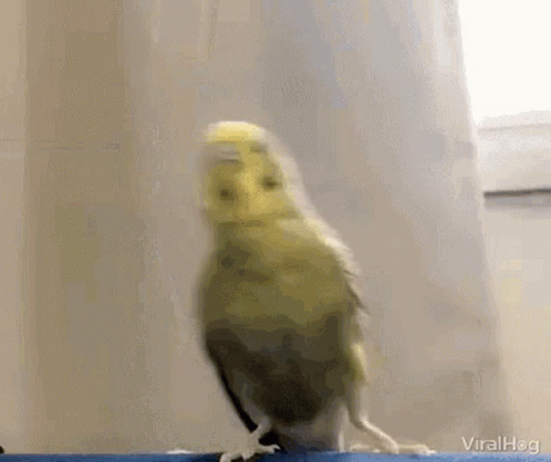 Bird Cute GIF