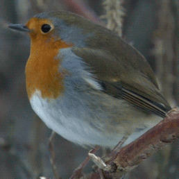 Bird Dance GIF
