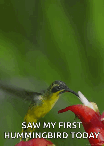 Bird Flower GIF