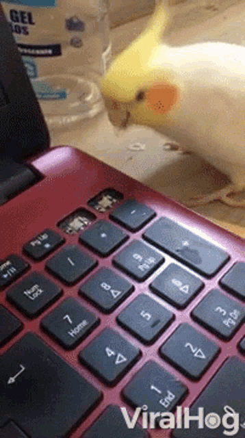 Bird Laptop GIF