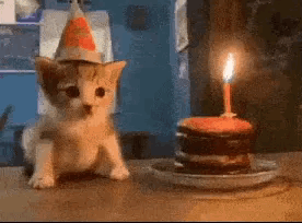 Birthday Cat Happy Birthday GIF