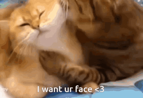 Bite You Cat Bite GIF