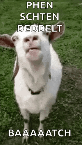 Bla Bla Bla GIF