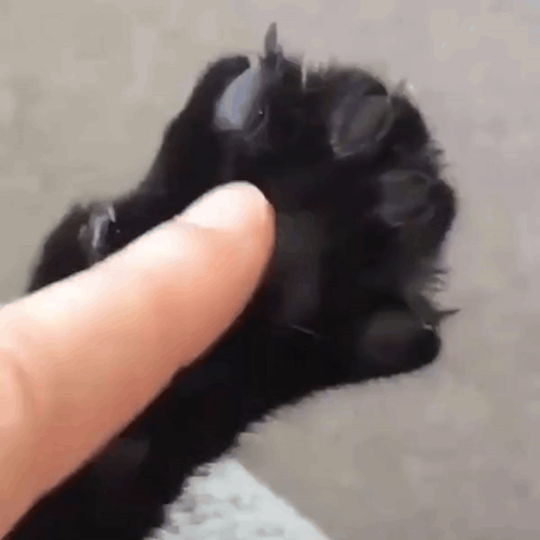 Black Cat Claws GIF