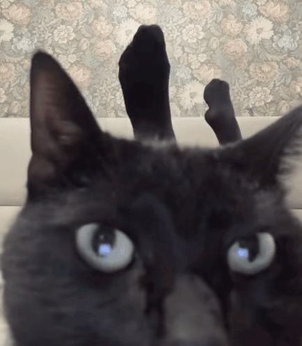 Black Cat Kicking Feet In The Air GIF