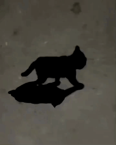 Black Cat Shadow GIF