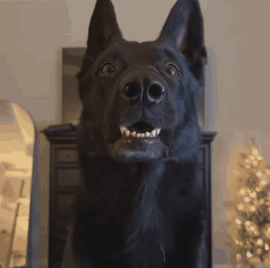 Black Gsd Black German Shepherd GIF