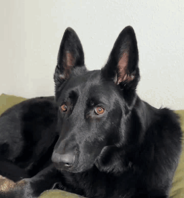 Black Gsd Black German Shepherd GIF