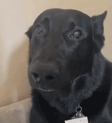 Black Gsd Black German Shepherd GIF