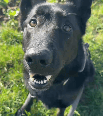 Black Gsd Black German Shepherd GIF