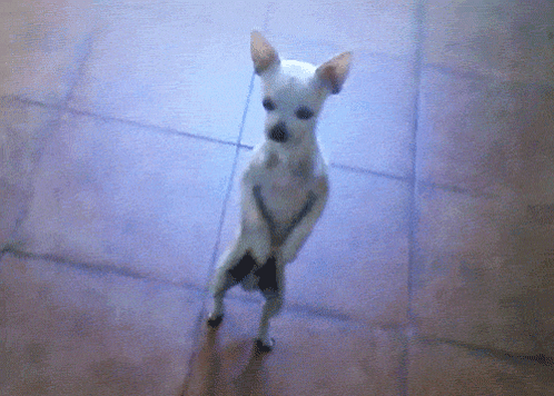 Blader165 GIF