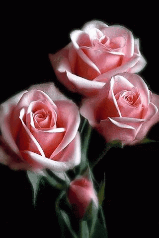 Blooming Roses GIF