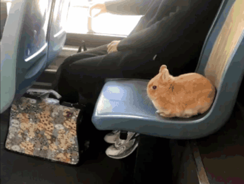 Bnuy Fat Bunny GIF