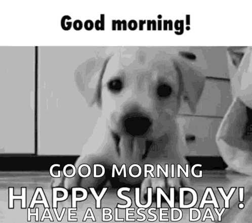 Bonjour Et Bon Dimanche GIF