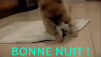 Bonne Nuit ! GIF