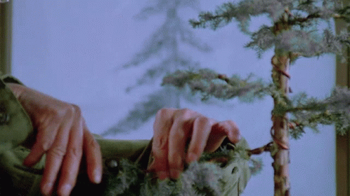 Bonsai Tree Care Mr Miyagi GIF