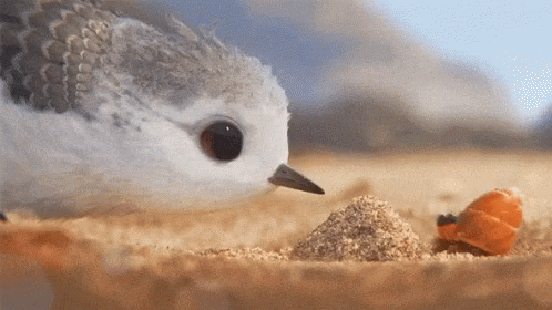 Boop Bird GIF
