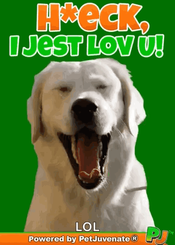 Boop Bork Blep Boof And Hound Dog Dog Talk Love Doggo GIF