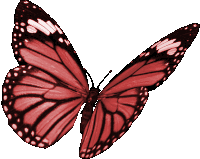 Borboletas Butterflies Sticker
