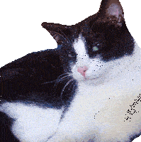 Boringcat Sticker