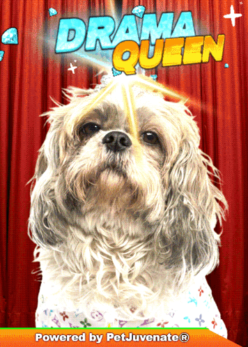 Bork Cute Doggo GIF